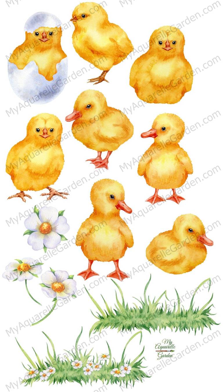 chickens-ducklings-watercolor-hand-pianted-clipart-myaquarellegarden