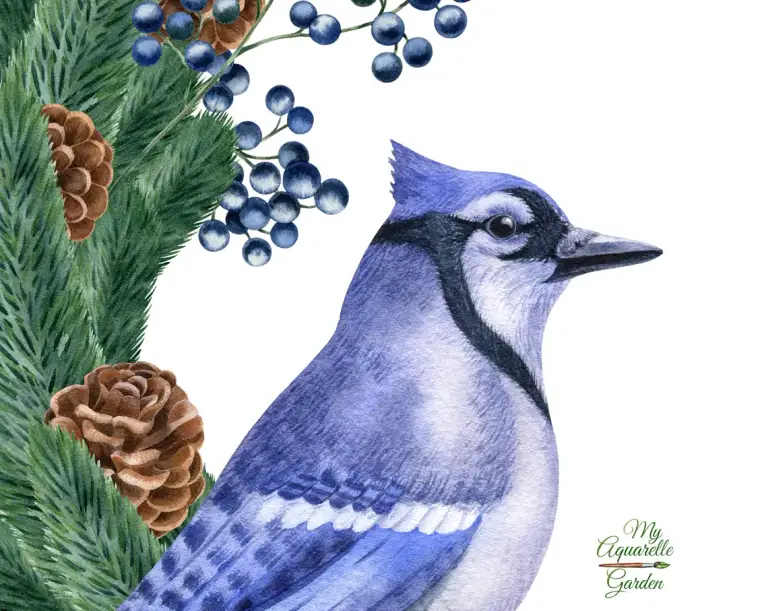 Christmas birds and decoration. Blue jay. Xmas pine garlands