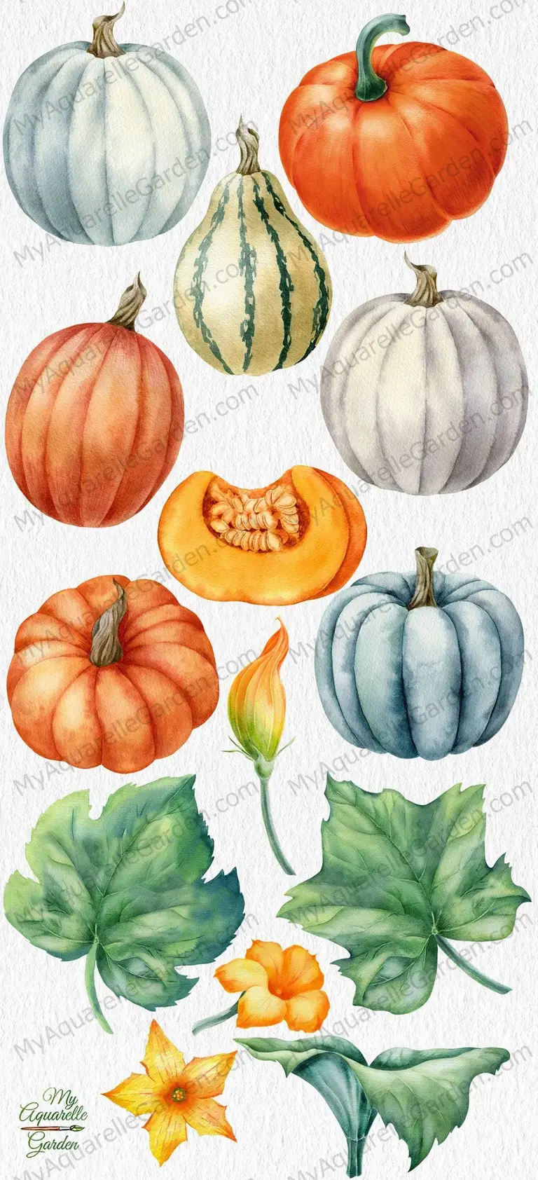 Pumpkins with leaves and flowers. Harvest. Watercolor hand-painted clipart by MyAquarelleGarden