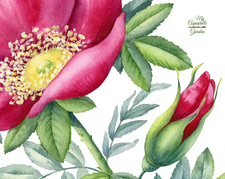 Wild flowers rosehip. Watercolor hand-painted clipart by MyAquarelleGarden.