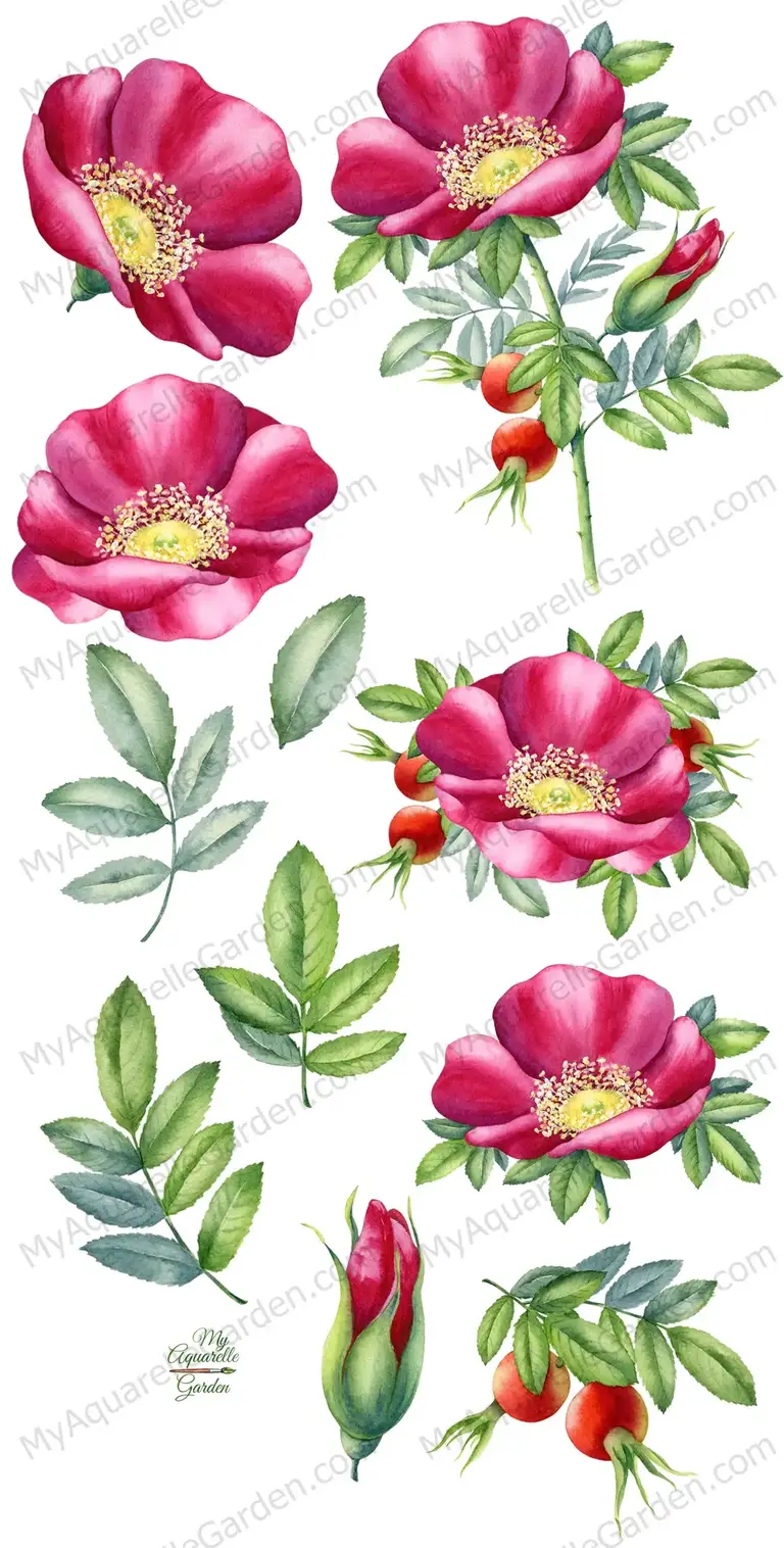 Wild flowers rosehip. Watercolor hand-painted clipart by MyAquarelleGarden.