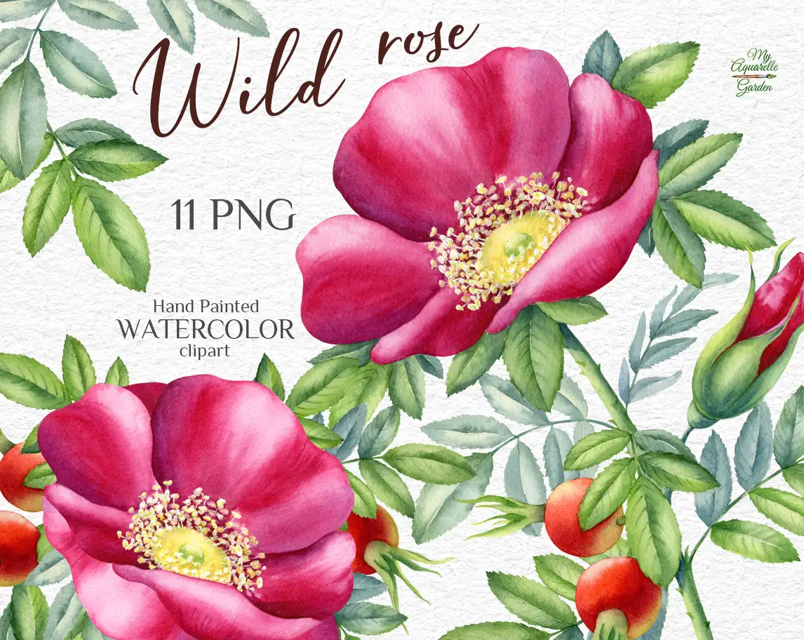 Wild flowers rosehip. Watercolor hand-painted clipart by MyAquarelleGarden. Cover.