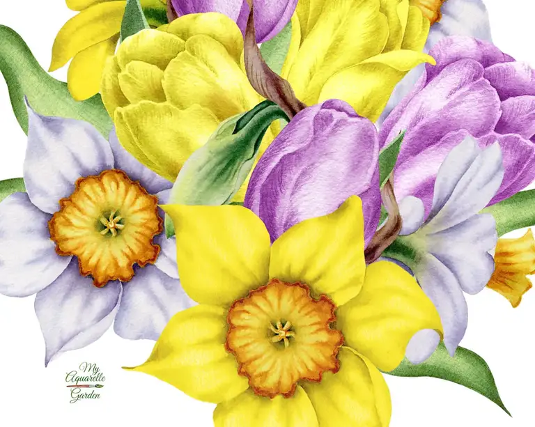 Daffodils and tulips. Watercolor hand-painted clipart by MyAquarelleGarden