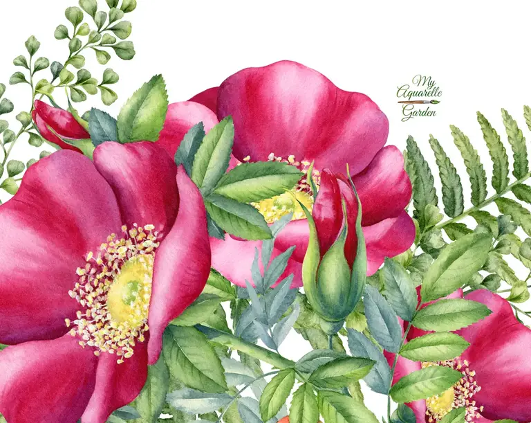 Wild rose & fern. Watercolor hand-painted clipart by MyAquarelleGarden