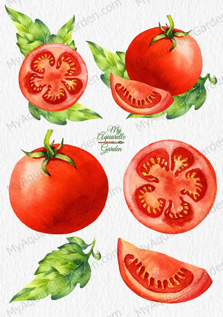 Tomatoes. Gardening. Watercolor hand-painted clipart by MyAquarelleGarden