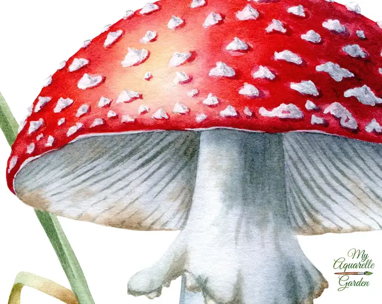 Fly agaric. Mushroom. Watercolor hand-painted clipart by MyAquarelleGarden. Close-up.