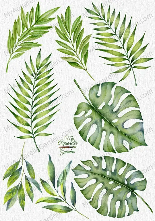 Tropical leaves. Exotic-plants. Watercolor hand-painted clipart by MyAquarelleGarden.