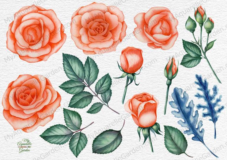 peach-roses-watercolor-hand-painted-clipart-myaqaurellegarden