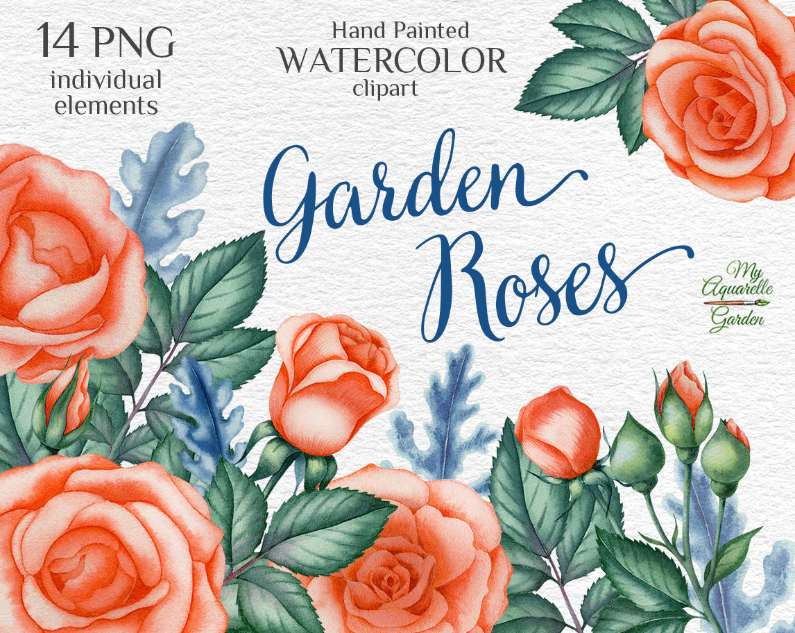 garden-peach-roses-watercolor-hand-painted-clipart-myaquarellegarden