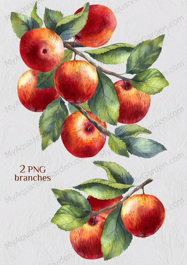 Apples. Branches with leaves. Watercolor hand-painted clipart | MyAquarelleGarden