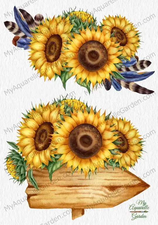 Sunflower bouquets. Wooden road sign. Bird feathers. Watercolor clipart.