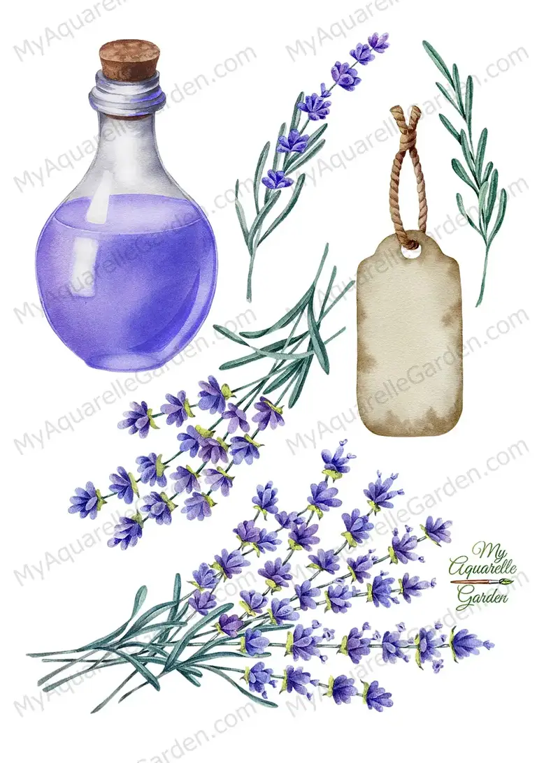 Lavender twigs. Bottle of lavender oil. Paper tag. Watercolor clipart by MyAquarelleGarden