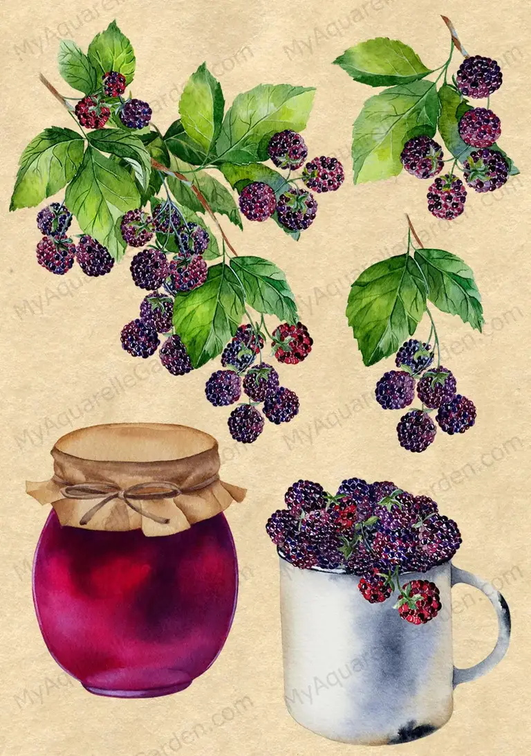 Blackberry sprigs, a jar of blackberry jam and a blackberry mug. Watercolor clipart.