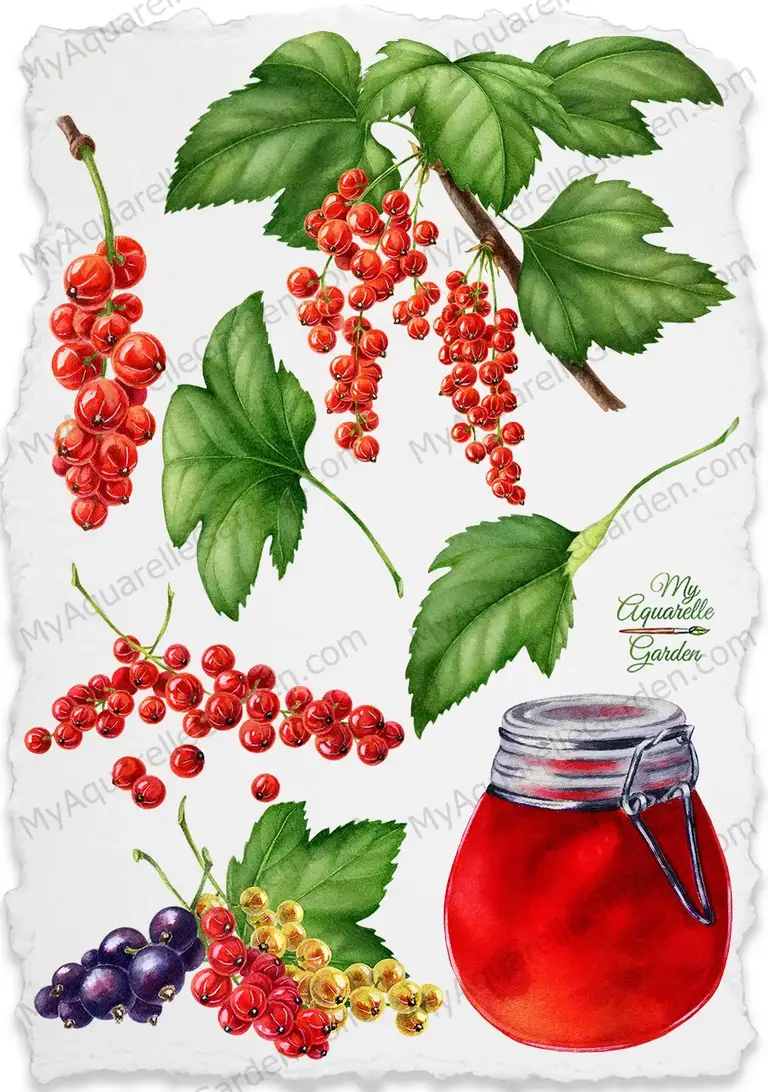 Red and white currant. Twigs and leaves. Jam in glass jar. Watercolor clipart.