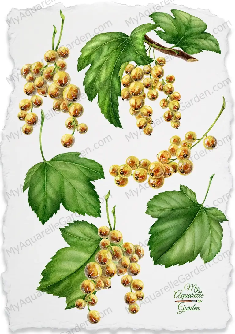 White currant. Twigs and leaves. Watercolor clipart.