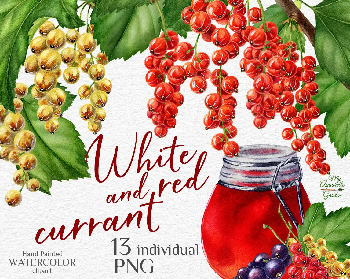 Red and white currant. Jam in glass jar. Watercolor hand-painted clipart. Cover.