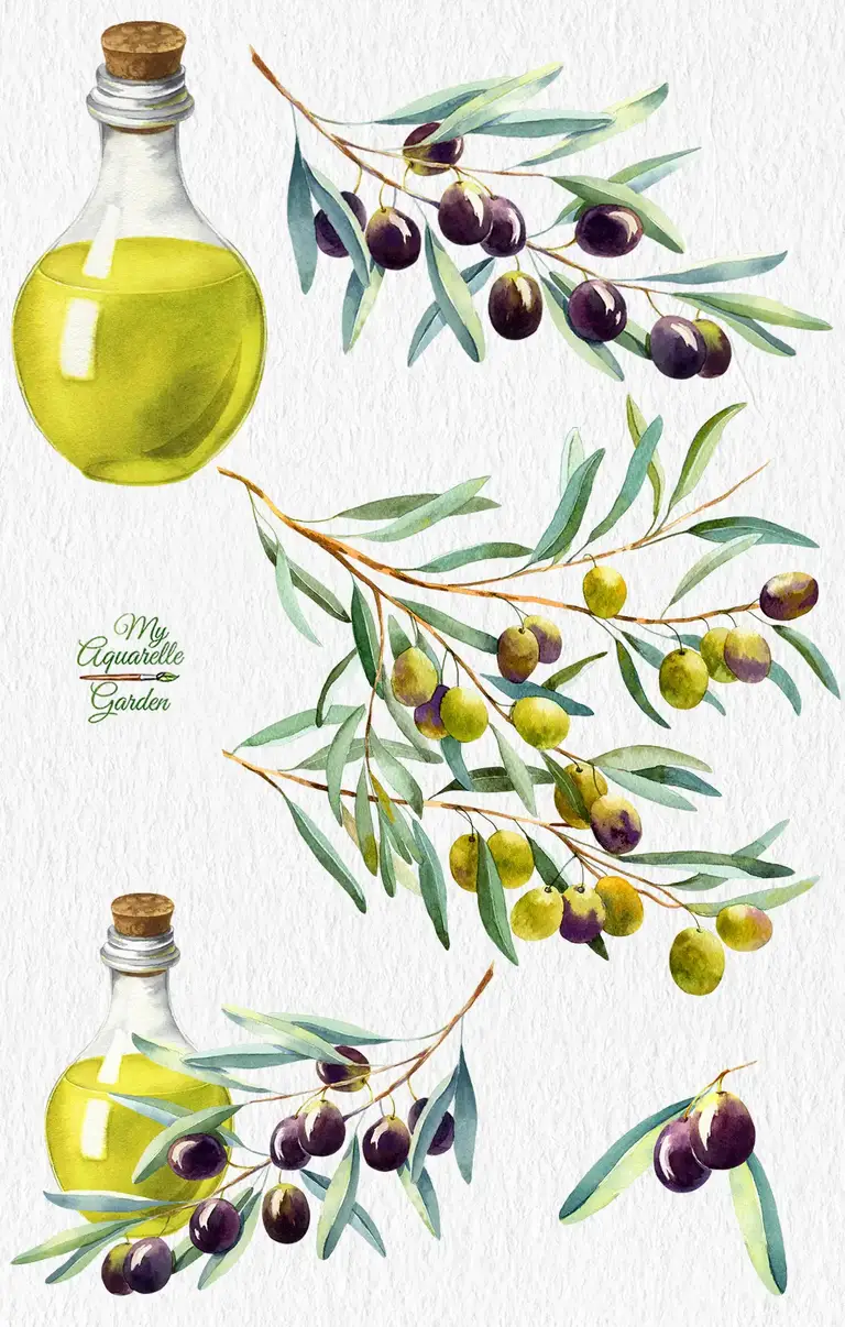 Olives, a bottle of olive oil clipart. Watercolor hand-painted illustrations.