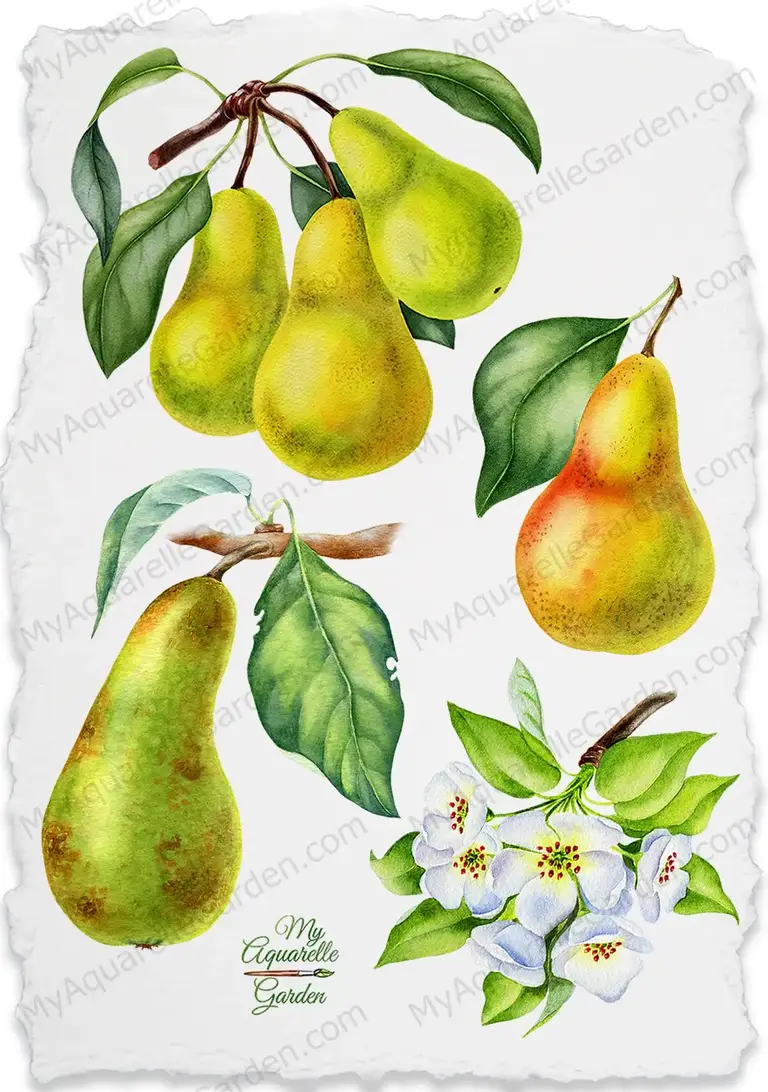 Pears, blossom pears. Watercolor hand-painted clipart.