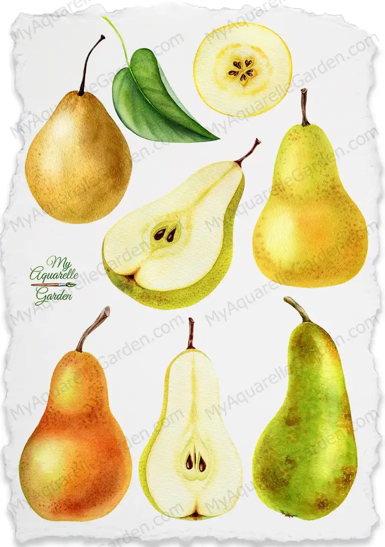 Pears, blossom pears. Watercolor hand-painted clipart.