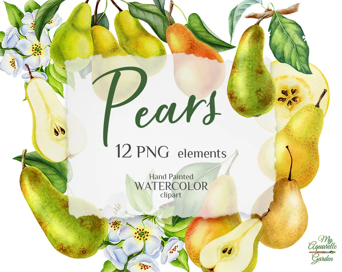 Pears, blossom pears. Watercolor hand-painted clipart. Cover.