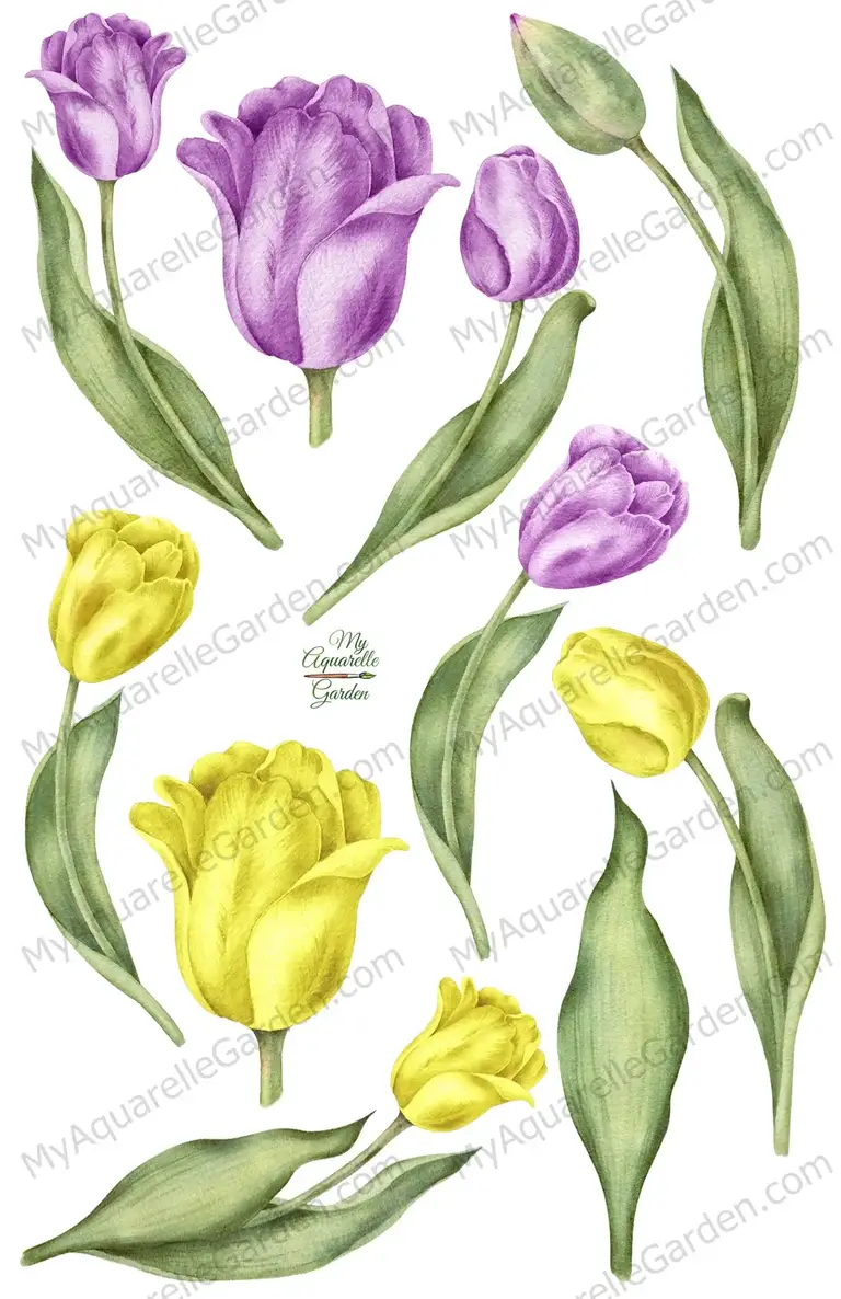Tulips. Purple and yelow spring flowers. Watercolor clipart.