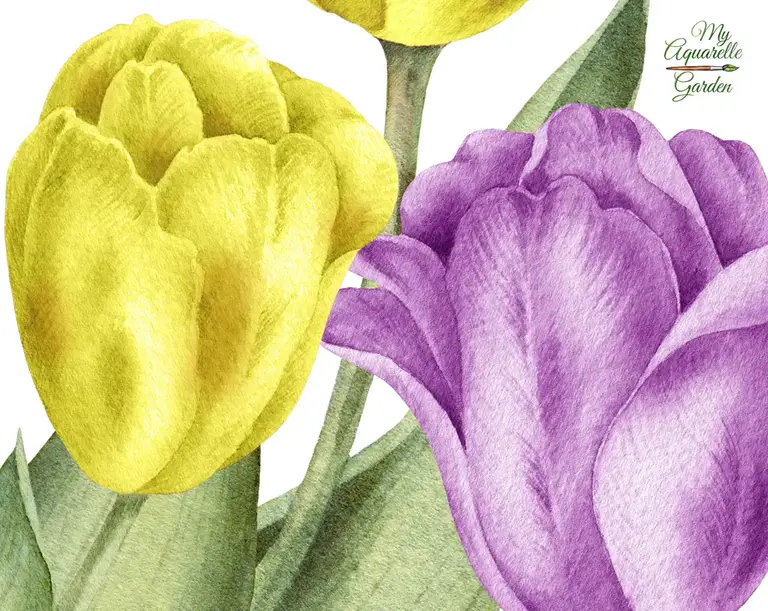 Tulips. Purple and yelow spring flowers. Watercolor clipart.