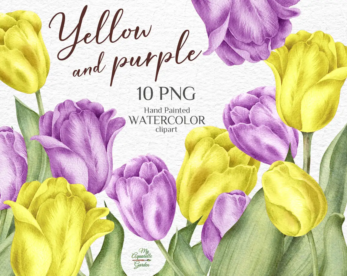 Tulips. Purple and yellow spring flowers. Watercolor hand-painted clip art. Cover