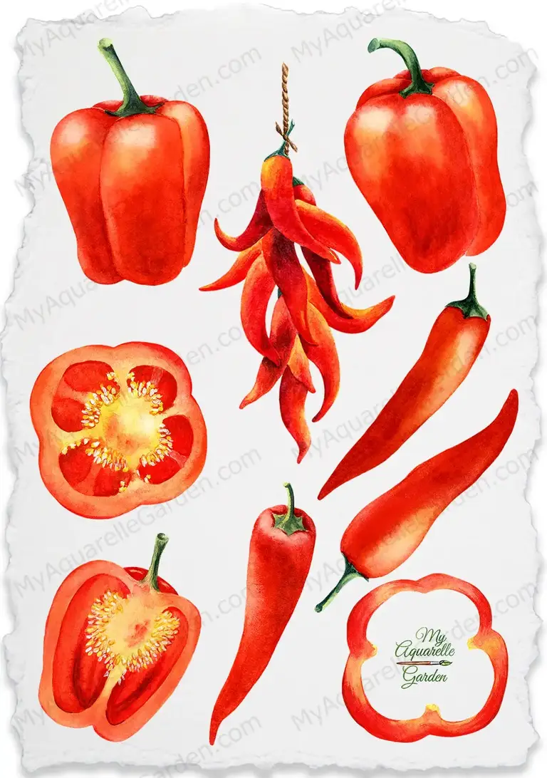 Hot chili and sweet bell peppers. Watercolor hand-painted clipart.
