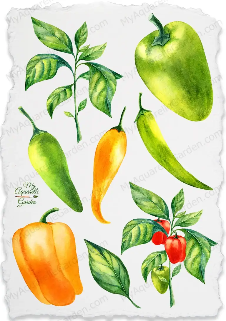 Hot chili and sweet bell peppers. Watercolor hand-painted clipart.