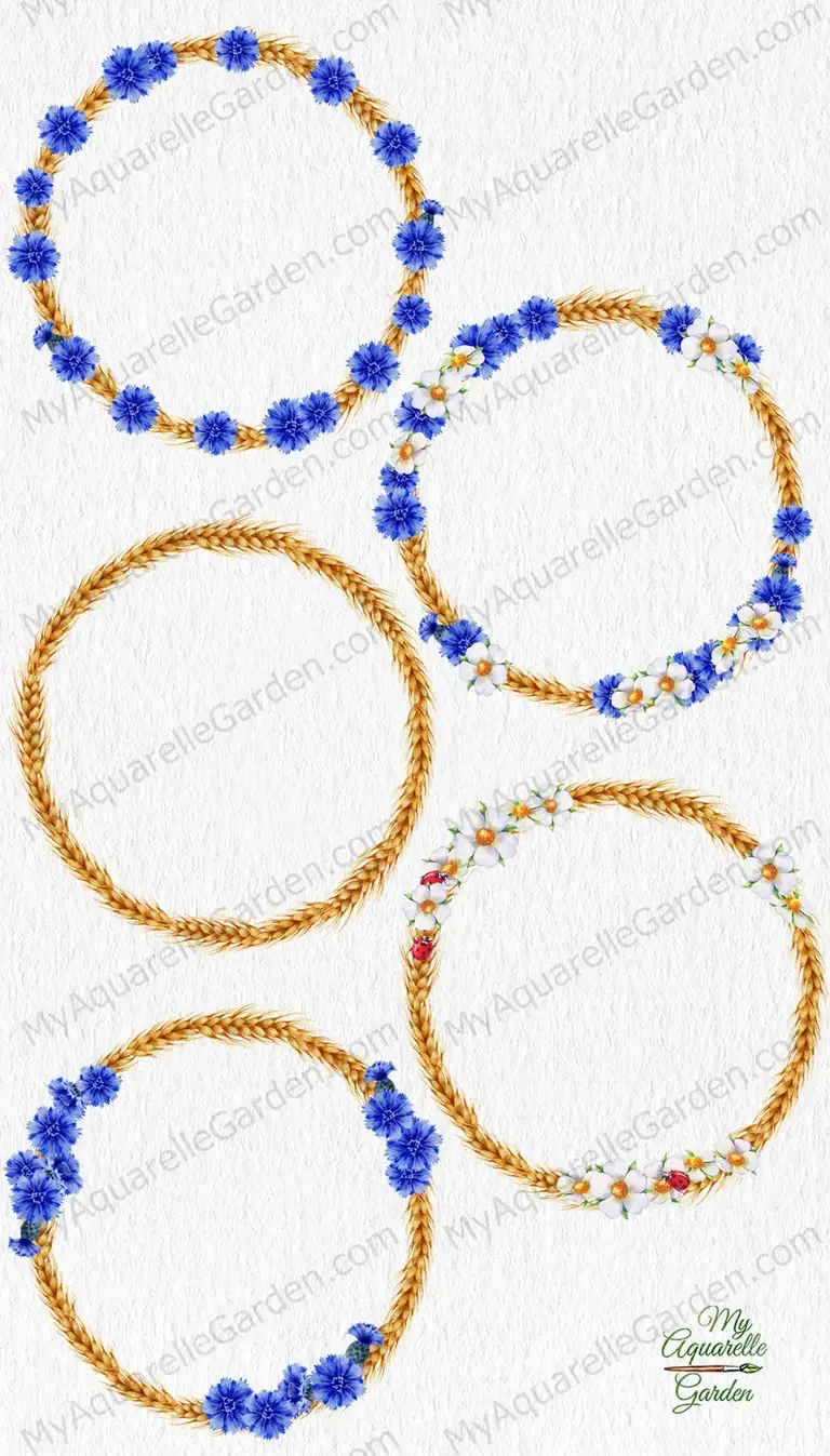 Wreaths. Wheat spike lets, wild white and blue flowers. Watercolor hand-painted clip art.
