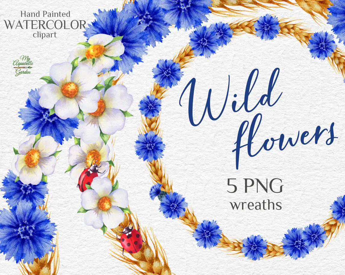 Wreaths. Wheat spike lets, wild white and blue flowers.  Watercolor hand-painted clipart. Cover.