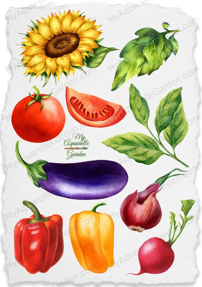 Vegetables. Tomato, onion, pepper, sunflower, pumpkin, radish, zucchini, eggplant. Watercolor hand-painted clip art.