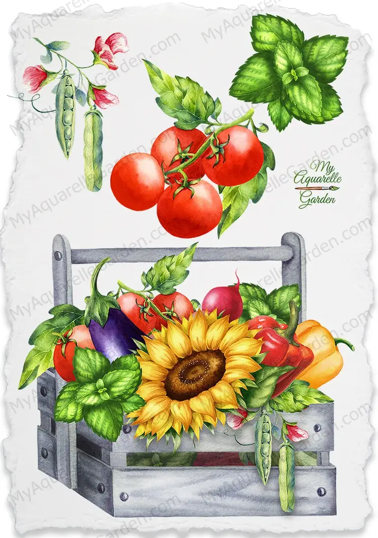 Vegetables. Tomato, onion, pepper, sunflower, pumpkin, radish, zucchini, eggplant. Wooden crate. Watercolor hand-painted clip art.