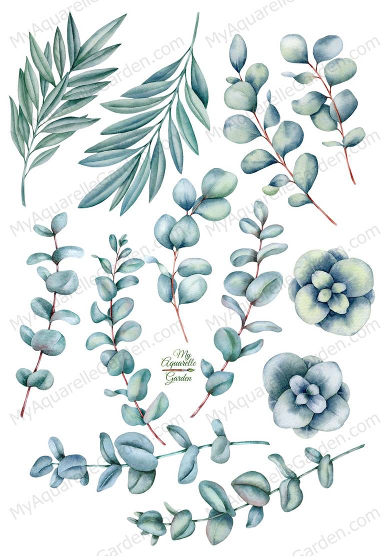 Eucalyptus leaves collection. Watercolor hand-painted clipart. Closeup.