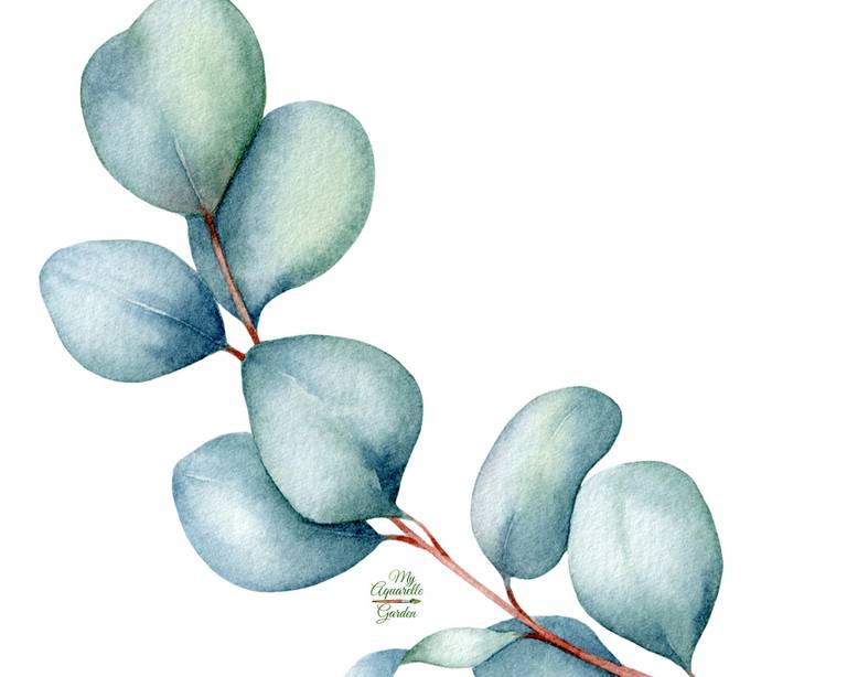 Eucalyptus leaves close up. Watercolor hand-painted clip art. 