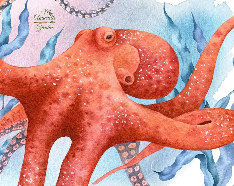Octopus. Watercolor hand-painted clip art MyAquarelleGarden. 