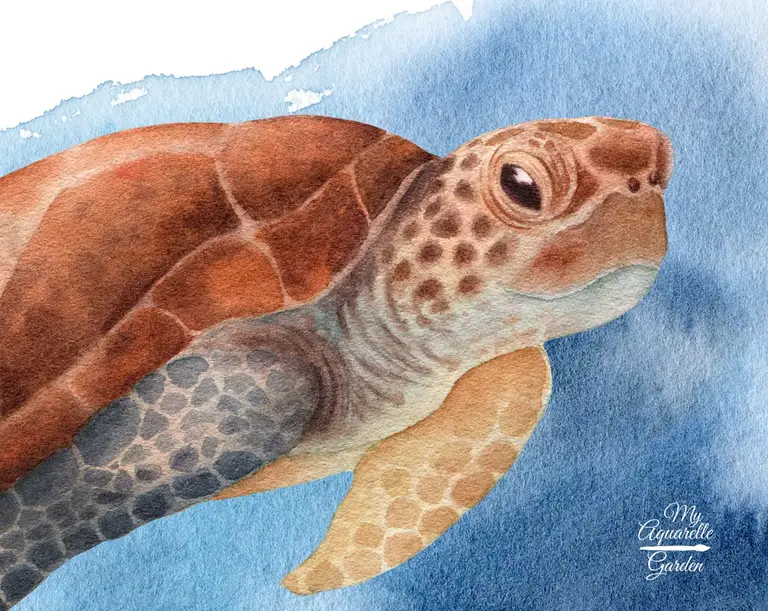 Turtle. Watercolor hand-painted clip art MyAquarelleGarden. 