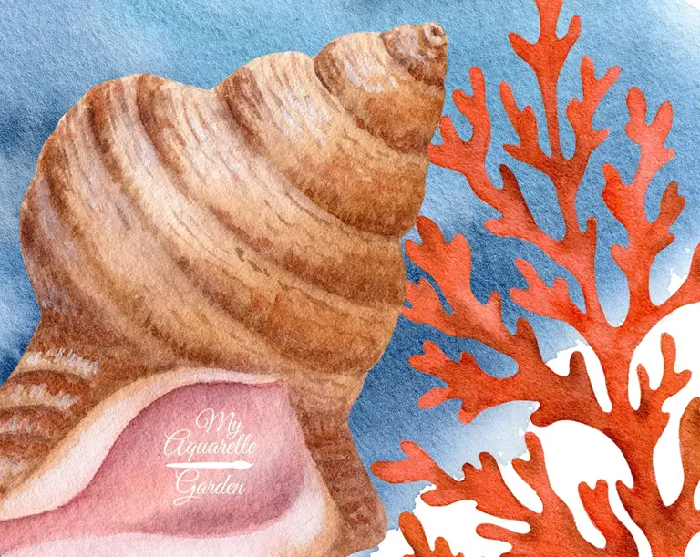 Coral. Seashell. Watercolor hand-painted clip art. 
