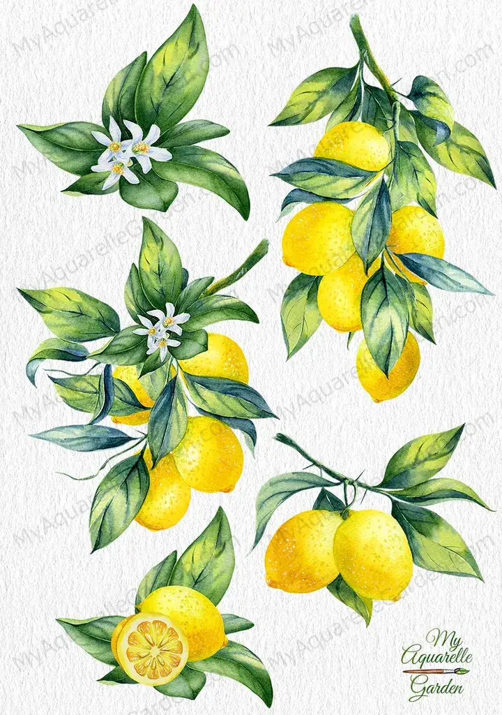Lemon. Fruits, branches, flowers. Watercolor hand-painted clip art by MyAquarelleGarden