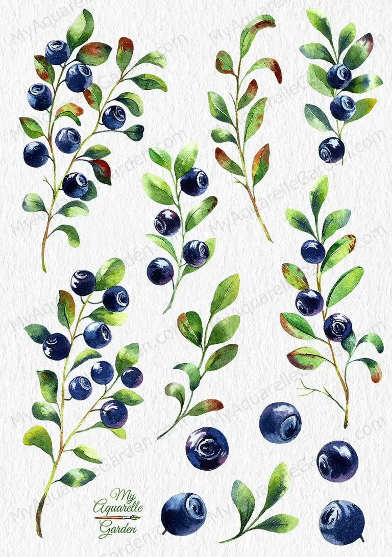  Blueberry. Twigs, isolated berries, leaves. Watercolor clipart by MyAquarelleGarden